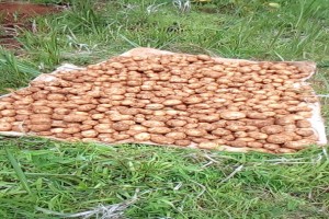 Iris Potatoes from Cameroon